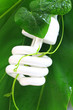 green lamp