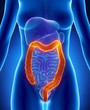 Female COLON anatomy anterior x-ray view Female COLON anatomy anterior x-ray view