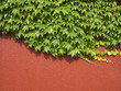 Ivys entwined the red wall
