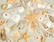 Sand and shells