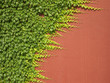 Ivy on a red wall