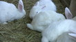 White Rabbits