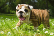 Photo: English Bulldog puppy English Bulldog puppy