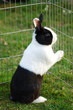 hase eingesperrt