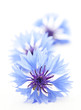 Kornblume