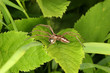 Listspinne (Pisaura mirabilis)