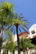 Palm trees Resort Denia Alicante Costa Blanca Spain