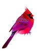 pink birdy