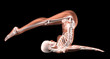 Female skeleton in yoga position