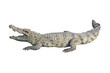 crocodile on white background crocodile on white background