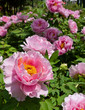 peony garden