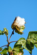 cotton flower cotton flower