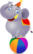 Elephant circuss