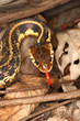 Garter Snake (Thamnophis sirtalis)