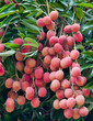 letchi,  litchis, letchis, letchee, letchees, litchee, litchees