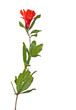 Pomegranate branch with flowers