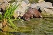 Oriental Small-clawed Otter,Aonyx cinerea