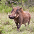 Male warthog in Kruger National Park, South Africa