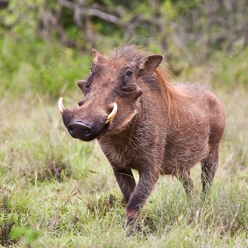 Photo: Male warthog in Kruger National Park, South Africa Male warthog in Kruger National Park, South Africa