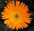Orange Flower (Carpobrotus Aizoaceae) Orange Flower (Carpobrotus Aizoaceae)