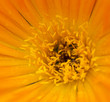 Carpobrotus Flower macro Carpobrotus Flower macro