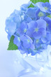 紫陽花