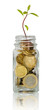 avocado seedling growing from pile of coins