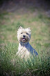 ����: White dog � Werewolf #32475353