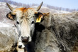 grey cows