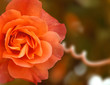 Rose orange Rose orange