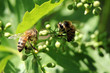 abeilles