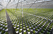 Young Flowers in Greenhouse