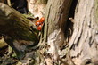 Marienkäfer