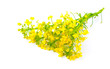 rapeseed,  isolated on white background.