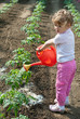 girl watering Seedling Tomato girl watering Seedling Tomato