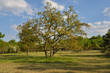 chêne pédonculé quercus pedunculata