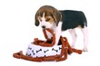Beagle Welpe holt Würstchen aus dem Napf