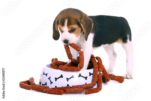 Foto: Beagle Welpe holt Würstchen aus dem Napf Beagle Welpe holt Würstchen aus dem Napf
