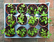 Tomato Seedlings