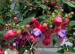 Fuchsien - Fuchsia