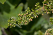 fleurs de vigne
