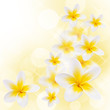 Fleurs de frangipanier, fond blanc Fleurs de frangipanier, fond blanc