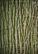 texture of tree bark