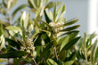 Flower olive 01