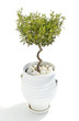 olive tree
