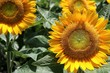 sunflower garden