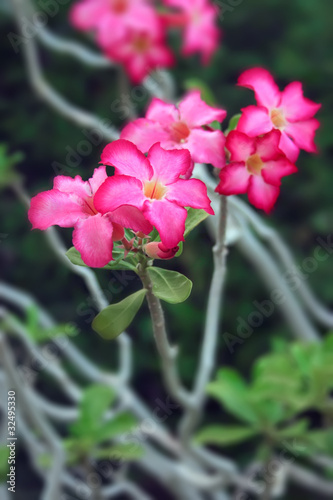 Photo: Impala lily flowers Impala lily flowers