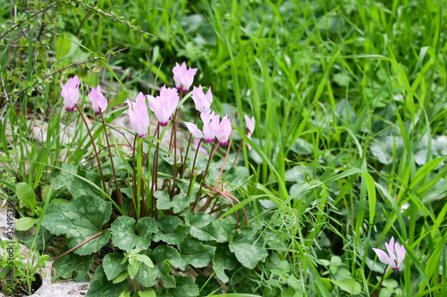 Photo: Cyclamen Flower Cyclamen Flower