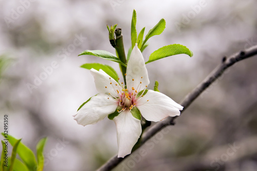 Photo: Аlmonds Flowers Аlmonds Flowers