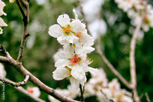 Photo: Аlmonds Flowers Аlmonds Flowers
